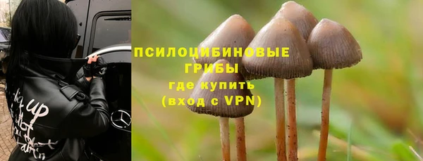 прущие грибы Магадан